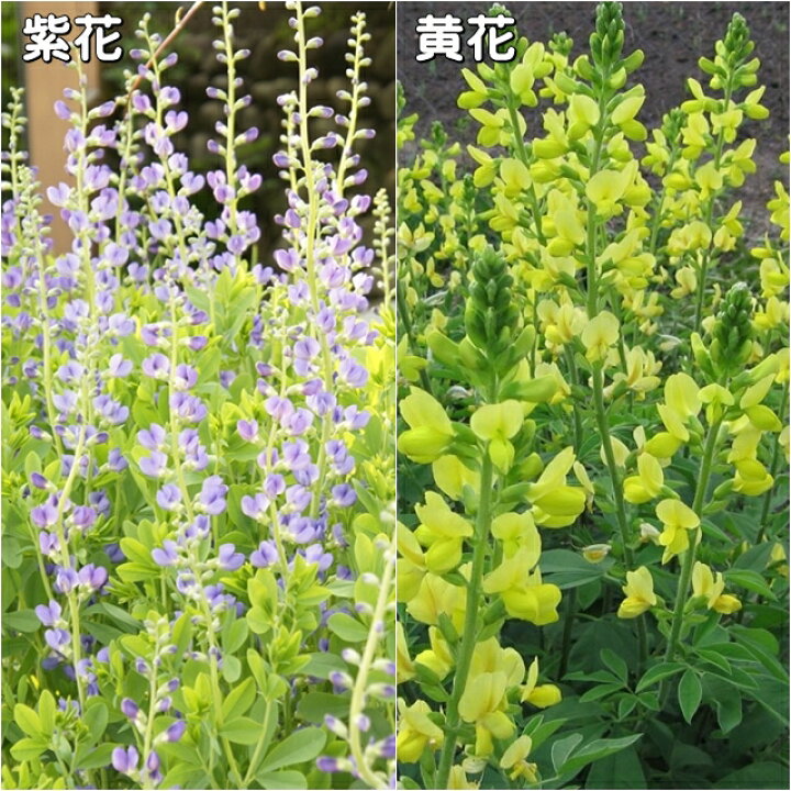 楽天市場 センダイハギ属 千代萩 センダイハギ 3 5号深ポット 産直花だん屋