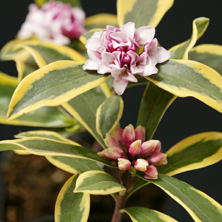 楽天市場 沈丁花 ジンチョウゲ 大覆輪沈丁花前島13 5号ポット 産直花だん屋