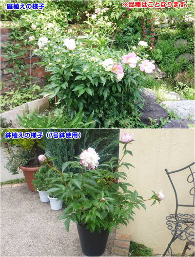 楽天市場 ボタン属 シャクヤク 芍薬 サラベルナール4号ポット 産直花だん屋