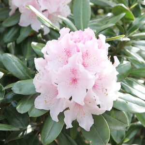 【ツツジ属】メリクロン培養!西洋石楠花スーパーローディーシリーズウエディングブーケ3.5号ポット