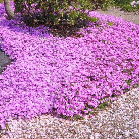 【フロックス属】芝桜　3号ポット