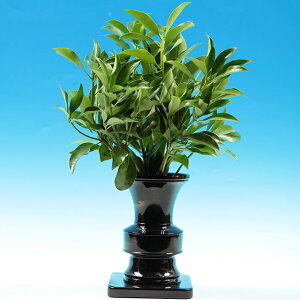 yVL~zi̗ǂxm̍tVL~@1΁i2{gj