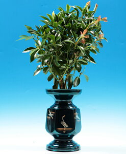 yVL~zi̗ǂxm̃VL~(1{)