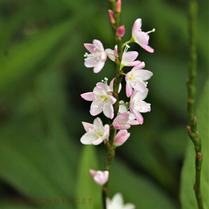 楽天市場 イヌタデ属 サクラタデ桜蓼 3号ポット 産直花だん屋