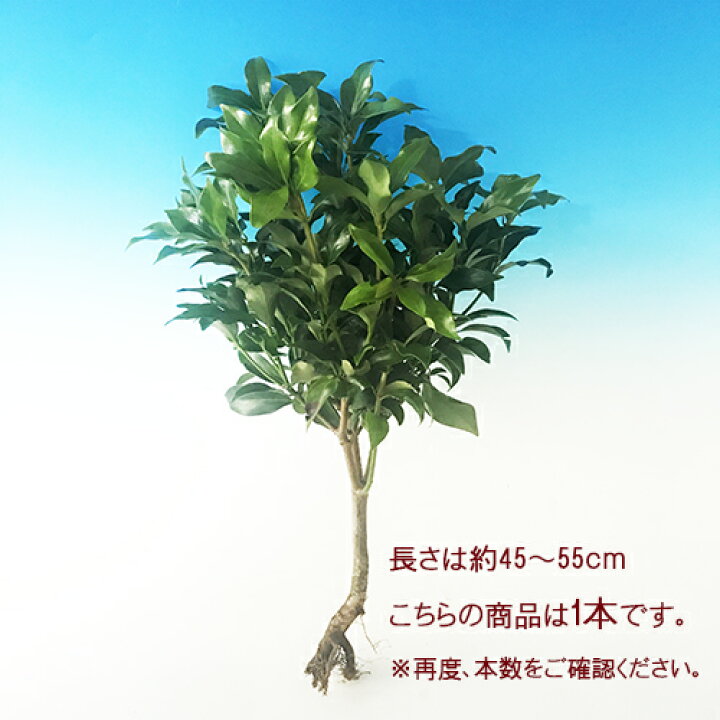 楽天市場 シキミ属 品質の良い富士の根付きシキミ 1本 産直花だん屋