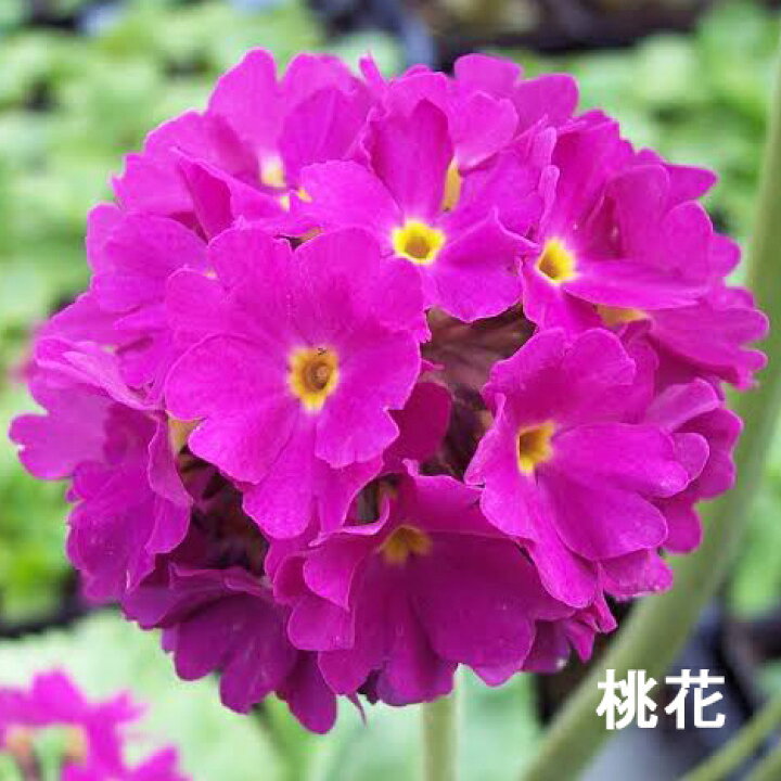 楽天市場 サクラソウ属 玉咲桜草デンテュキュラータ3号ポット 産直花だん屋 楽天市場 サクラソウ属 玉咲桜草デンテュキュラータ3号ポット 産直花だん屋