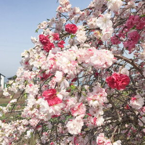 yTNzԓ}ꌹd炫iږؕcj5v|bg