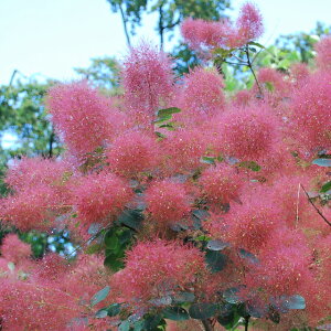 yReBkXzX[Nc[@gr[4L|bg