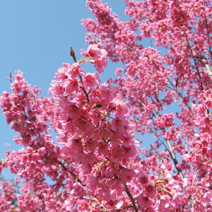 yTNzt@[XgfB[iږؕcj@4|bg