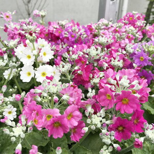 yvzϊ}RCfXTN ij@3|bg