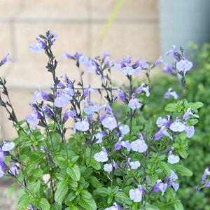 yTrAzTrA \[N[ y[u[@9cm|bg@o^i