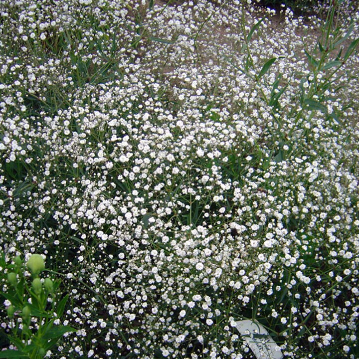 楽天市場 ジプソフィラ属 宿根かすみ草八重咲きホワイト 3号ポット 産直花だん屋