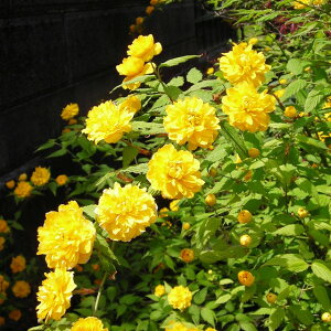 y}uLzd炫ԃ}uL 4|bg(؂߂cj