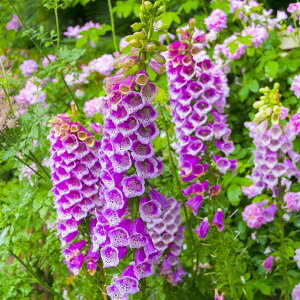 yWL^XzWL^XLclmeuN 3|bgԐFC3Zbg