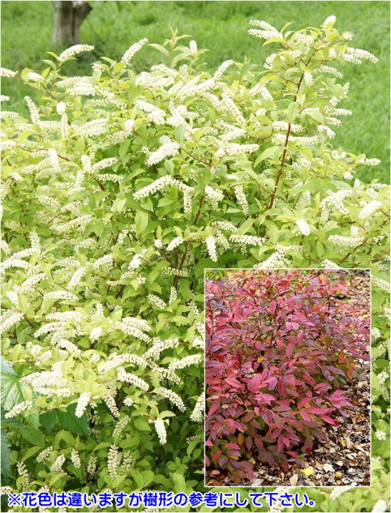 楽天市場 ズイナ属 紅花コバノズイナ 紅葉木 3 5号lポット 産直花だん屋