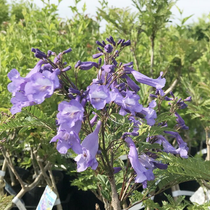 楽天市場 ジャカランダ属 ジャカランタ 実生苗 4号lポット 産直花だん屋