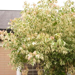 yJGfzlOhJGfimJGfjt~S4.5|bg