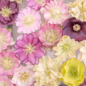 yNX}X[YzNX}X[Y_uEZ~_u炫3|bg3F3ZbgԐF͂CƂȂ܂BB