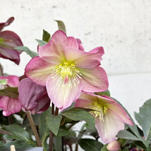 �y�N���X�}�X���[�Y���zIce N'roses �X���K�N�@�s���N�v���~�X 4.5���|�b�g