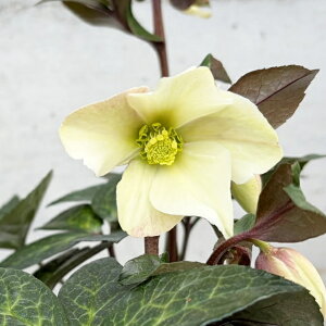 �y�N���X�}�X���[�Y���zIce N'roses �X���K�N�@�~���}�[�u�� 4.5���|�b�gGOLD COLLECTTON