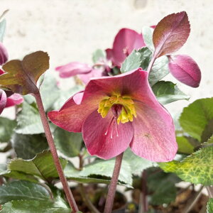 �y�N���X�}�X���[�Y���zIce N'roses �X���K�N���[�K���}�[�u�� 4.5���|�b�g