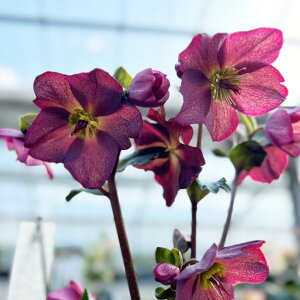 �y�N���X�}�X���[�Y���zIce N'roses �X���K�N���b�h 4.5���|�b�g