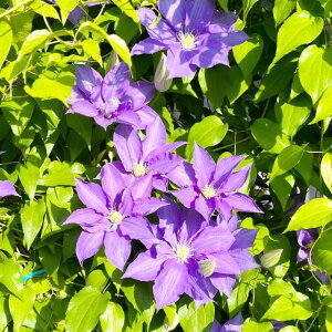 򕌌ZYyN}`Xz炫ցikMm[TnjtFA[u[3|bg