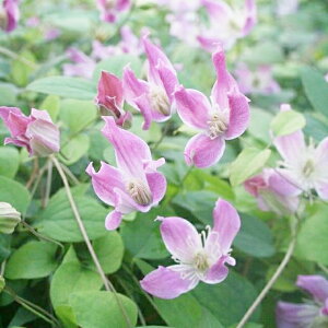 򕌌ZYyN}`XzeLZVXnLT@NEBA 3|bg