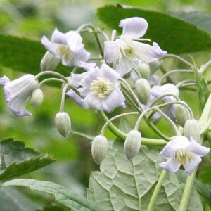 򕌌ZYyN}`XzwNCtHAn~ZX o[g uCf 3|bg