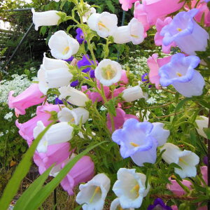 yJpjzJpjd炫i肪ˑj3|bg