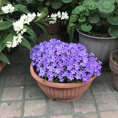 楽天市場 カンパニュラ属 ベルフラワー3 5号ポット 産直花だん屋