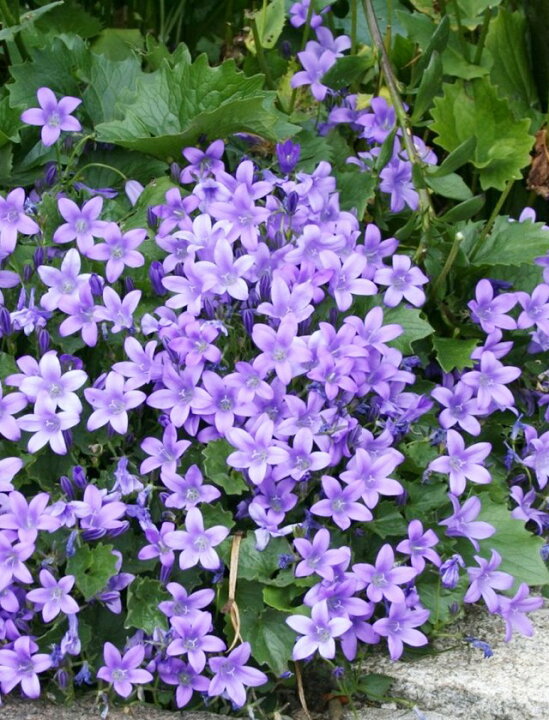 楽天市場 カンパニュラ属 ベルフラワー3 5号ポット 産直花だん屋