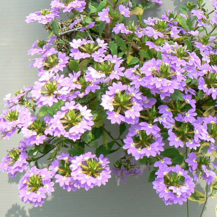 楽天市場 クサトベラ属 ブルーファンフラワー3号ポット 産直花だん屋