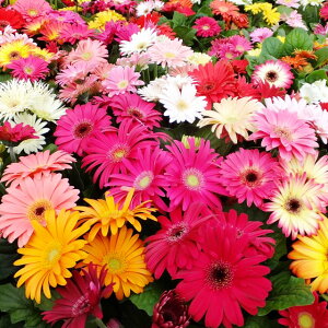 yK[xzh~jK[x Jt~bNX 3|bg 3|bgZbg(ԐF܂)