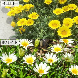 【ガザニア属】宿根ガザニア 3〜3.5号ポット