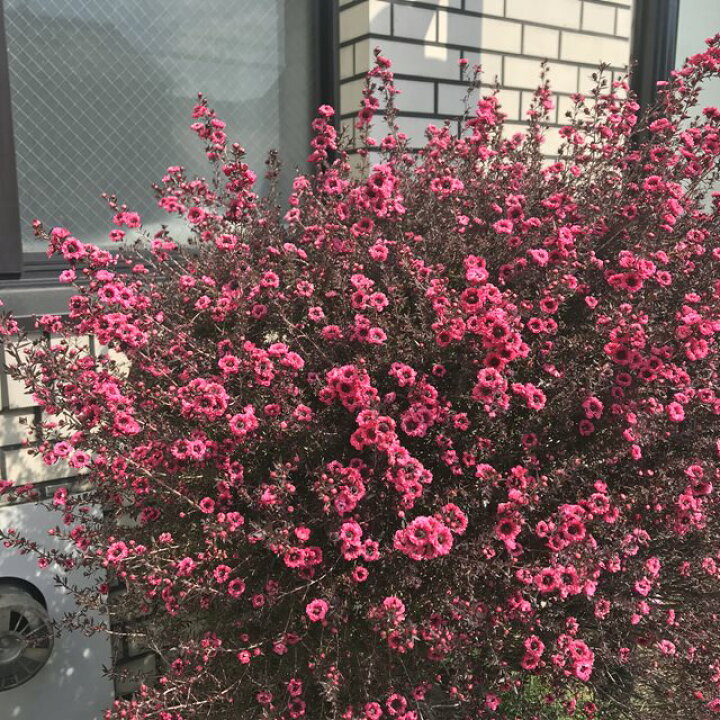 楽天市場 レプトスペルマム属 ギョリュウバイ八重咲赤 御柳梅 3号ポット 産直花だん屋