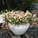 楽天市場 ガマズミ属 オオデマリ 大手毬 ジェミニ4 5号ポット 産直花だん屋