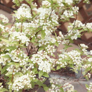 yVcPzł܂EsNACXiRf}tj3|bgi؂߂cj