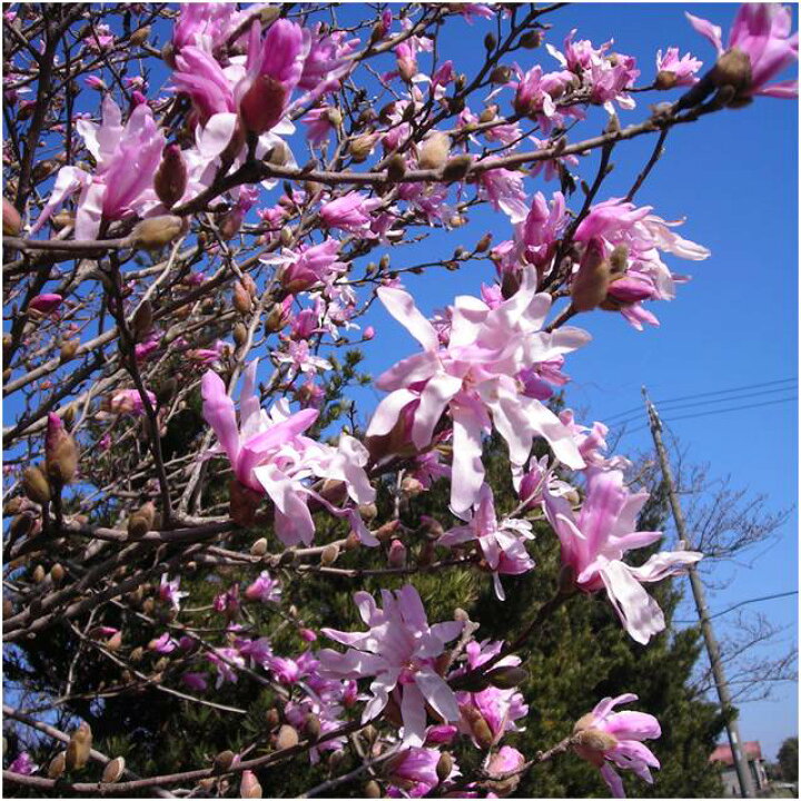 楽天市場 送料無料 コブシ属 紅姫こぶし接木苗 6号ポット 産直花だん屋