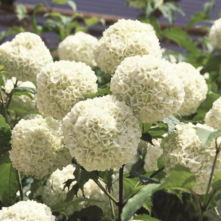 楽天市場 ガマズミ属 ビブルナムスノーボール 5号ポット 産直花だん屋 楽天市場 ガマズミ属 ビブルナムスノーボール 5号ポット 産直花だん屋