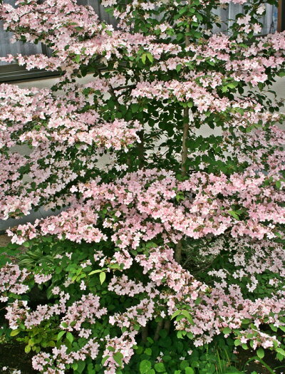 楽天市場 ガマズミ属 ヤブデマリピンクビューティー3 5号ポット 産直花だん屋