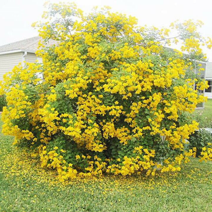 楽天市場 センナ属 コバノセンナ4号ポット 産直花だん屋 楽天市場 センナ属 コバノセンナ4号ポット 産直花だん屋