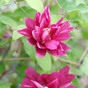 򕌌ZYyN}`Xz炫dpeXnbh X^[ 3|bg