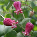 楽天市場 五十音別カテゴリー か行 クレマチス苗 赤 ピンク系 産直花だん屋