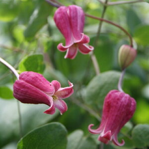 򕌌ZYyN}`XzBIin Vg̎o^i@PVP 3|bg