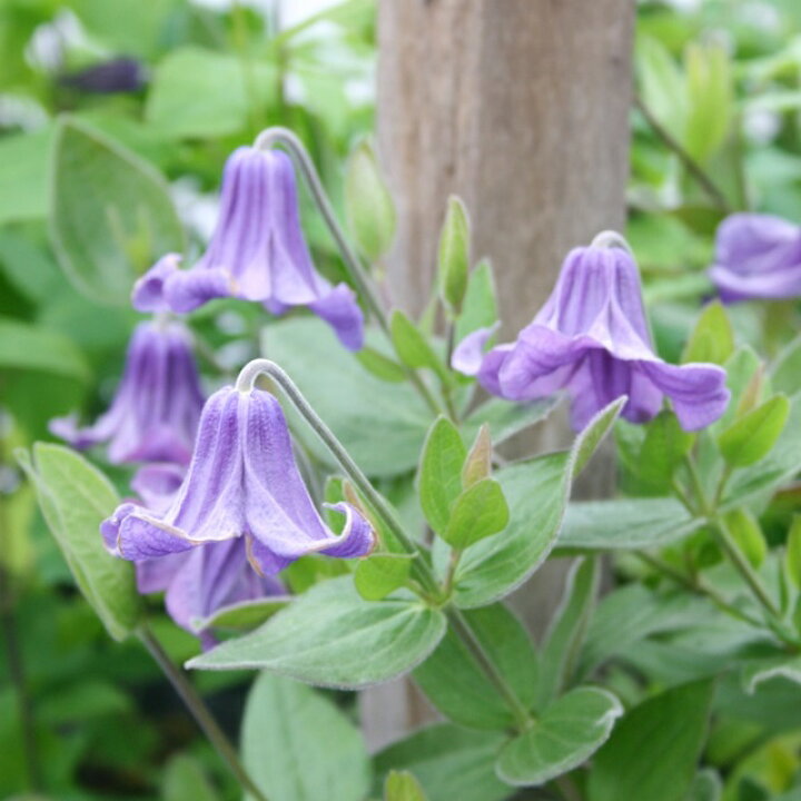 楽天市場 岐阜県東濃産 クレマチス属 インテグリフォリア系ロマンス 3号ポット 産直花だん屋