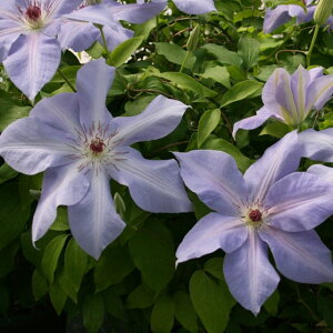 򕌌ZYyN}`Xz炫AeBG 3|bg