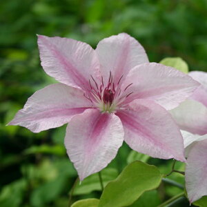 苗 クレマチス ピンクの人気商品 通販 価格比較 価格 Com