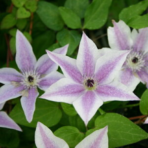 򕌌ZYyN}`Xzt_nxXg@EBbV[Y 3|bg