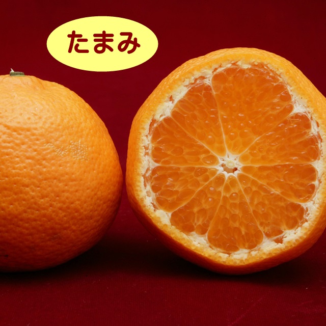 セール特価 甘みが強くオレンジのような強い香り 正規逆輸入品 ハイブリット系柑橘ミカン属 たまみ 接木苗 4号LLポット